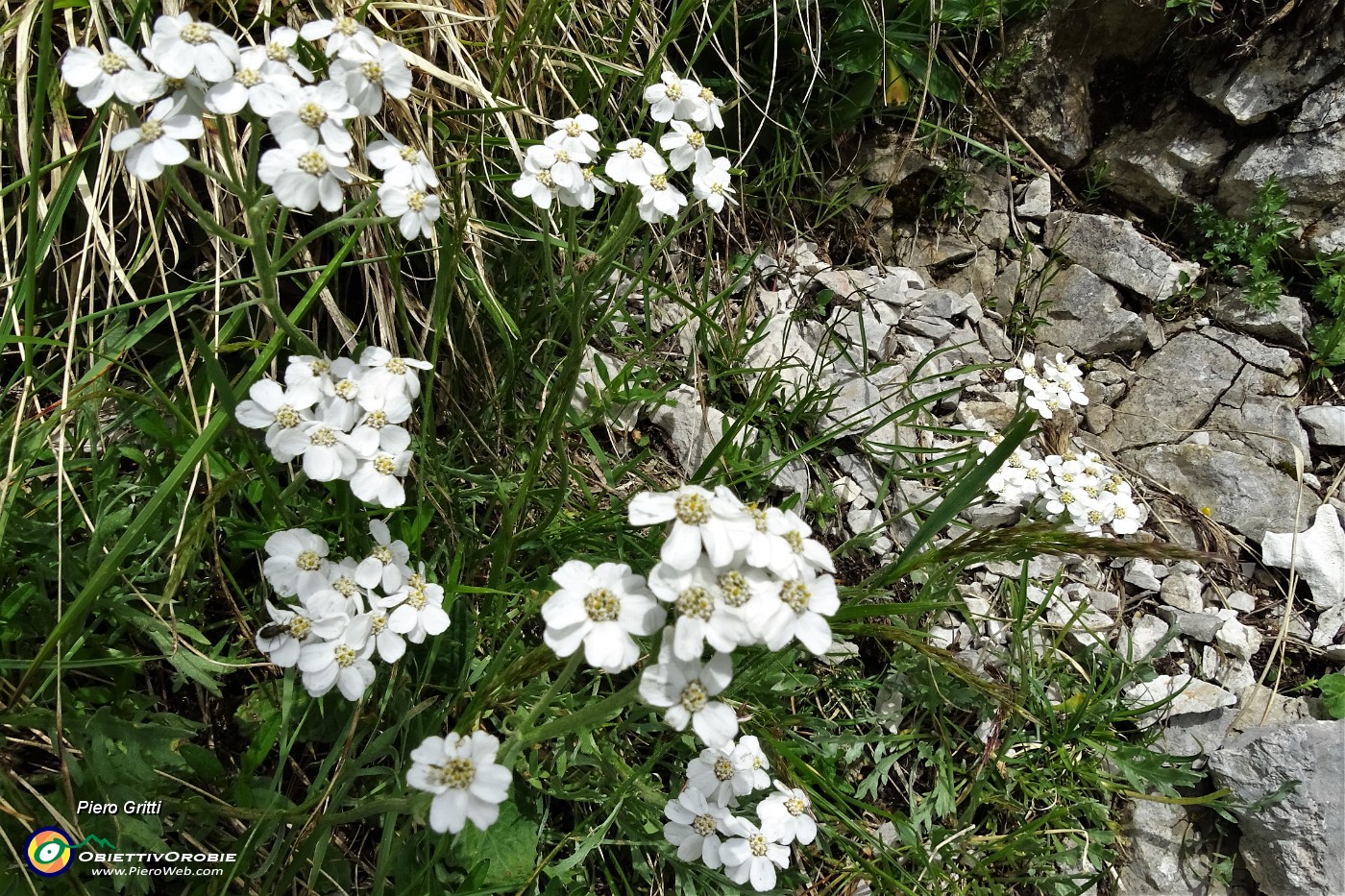 58 Millefoglio di Clavena (Achillea Clavenae).JPG